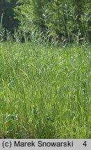 Bromus hordeaceus ssp. hordeaceus (stokłosa miękka typowa)