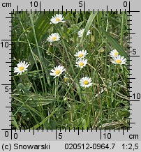 Bellis perennis (stokrotka pospolita)