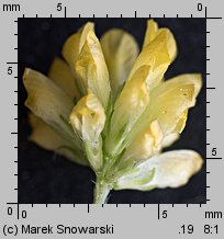 Trifolium dubium (koniczyna drobnogłówkowa)