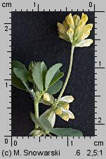 Trifolium dubium (koniczyna drobnogłówkowa)