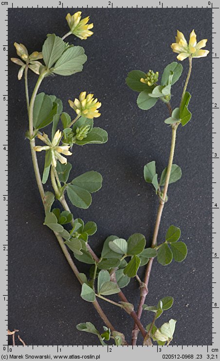 Trifolium dubium (koniczyna drobnogłówkowa)