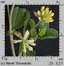 Trifolium dubium (koniczyna drobnogłówkowa)