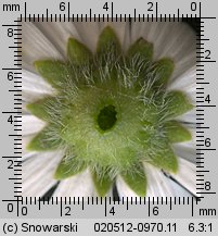 Bellis perennis (stokrotka pospolita)