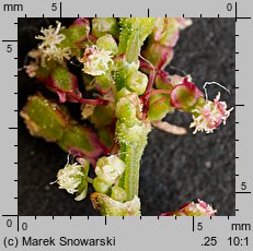 Rumex acetosa (szczaw zwyczajny)