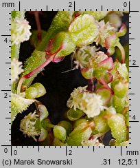 Rumex acetosa (szczaw zwyczajny)