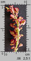 Rumex acetosa (szczaw zwyczajny)