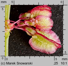 Rumex acetosa (szczaw zwyczajny)