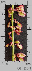 Rumex acetosa (szczaw zwyczajny)