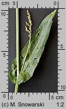 Rumex acetosa (szczaw zwyczajny)