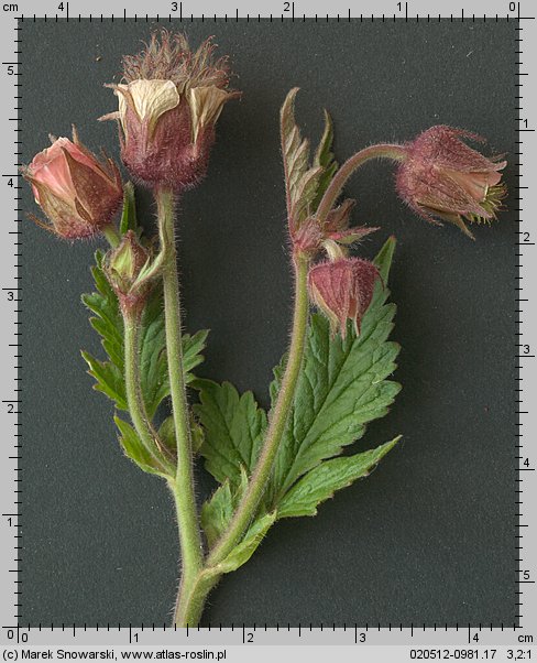 Geum rivale (kuklik zwisły)