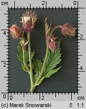 Geum rivale (kuklik zwisły)