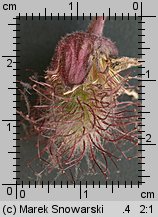 Geum rivale (kuklik zwisły)