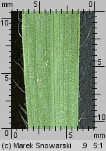 Bromus hordeaceus ssp. hordeaceus (stokłosa miękka typowa)
