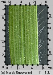 Bromus hordeaceus ssp. hordeaceus (stokłosa miękka typowa)