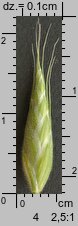 Bromus hordeaceus ssp. hordeaceus (stokłosa miękka typowa)