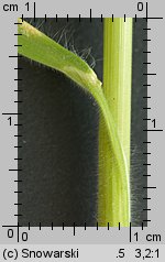 Bromus hordeaceus ssp. hordeaceus (stokłosa miękka typowa)