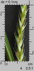 Carex sylvatica (turzyca leśna)