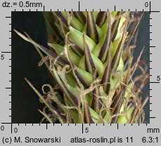 Carex acutiformis (turzyca błotna)