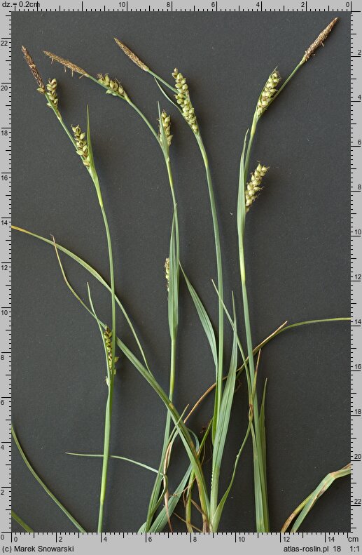 Carex panicea (turzyca prosowata)