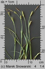 Carex panicea (turzyca prosowata)