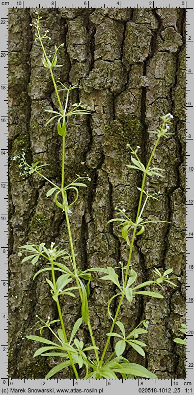 Galium aparine (przytulia czepna)