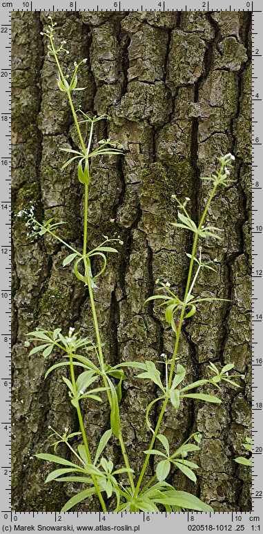 Galium aparine (przytulia czepna)