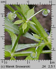 Galium aparine (przytulia czepna)