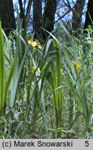 Iris pseudacorus (kosaciec żółty)