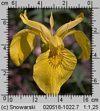 Iris pseudacorus (kosaciec żółty)