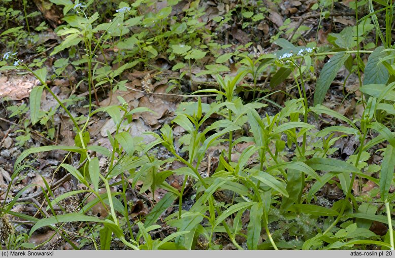 Myosotis palustris ssp. laxiflora (niezapominajka błotna luźnokwiatowa)