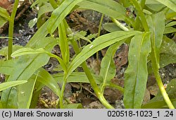 Myosotis palustris ssp. laxiflora (niezapominajka błotna luźnokwiatowa)