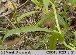 Myosotis palustris ssp. laxiflora (niezapominajka błotna luźnokwiatowa)