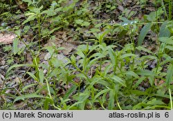 Myosotis palustris ssp. laxiflora (niezapominajka błotna luźnokwiatowa)