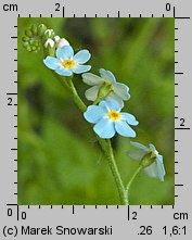 Myosotis palustris ssp. laxiflora (niezapominajka błotna luźnokwiatowa)