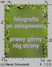 Myosotis palustris ssp. laxiflora (niezapominajka bÅ‚otna luÅºnokwiatowa)