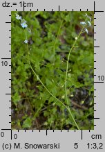 Myosotis palustris ssp. laxiflora (niezapominajka błotna luźnokwiatowa)