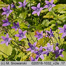 Campanula patula (dzwonek rozpierzchły)