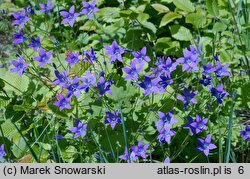 Campanula patula (dzwonek rozpierzchły)