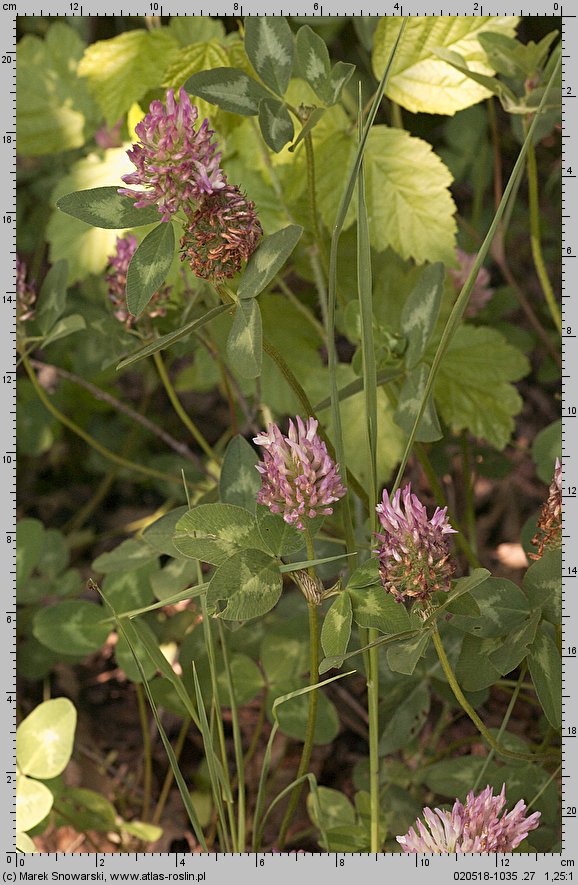 Trifolium pratense ssp. pratense (koniczyna łąkowa typowa)