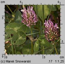 Trifolium pratense ssp. pratense (koniczyna łąkowa typowa)