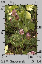 Trifolium pratense ssp. pratense (koniczyna łąkowa typowa)