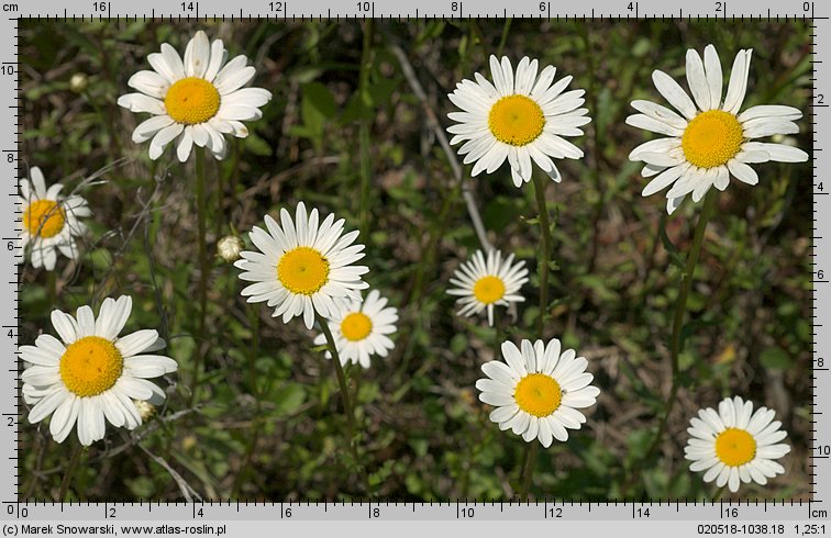 Leucanthemum ircutianum (jastrun zapoznany)