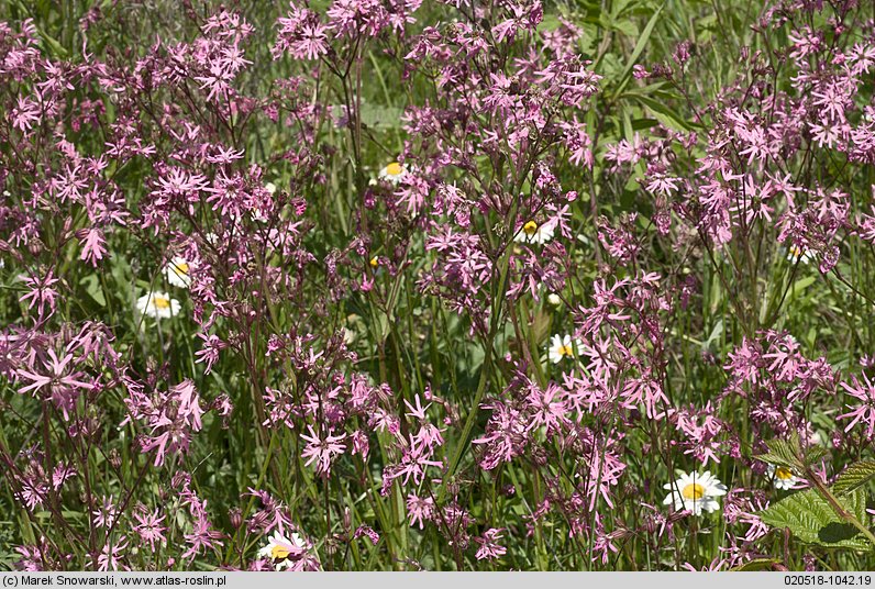 Lychnis flos-cuculi (firletka poszarpana)