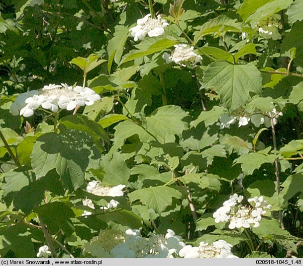 Viburnum opulus (kalina koralowa)