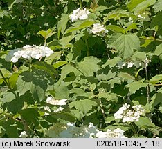 Viburnum opulus (kalina koralowa)