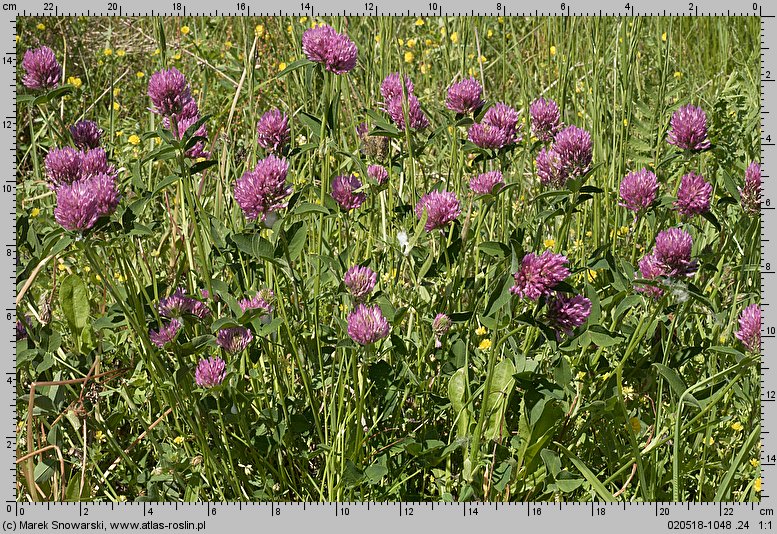 Trifolium pratense ssp. sativum