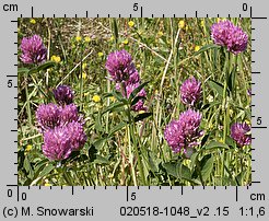 Trifolium pratense ssp. sativum