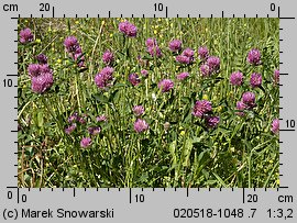 Trifolium pratense ssp. sativum