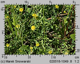 Trifolium campestre (koniczyna różnoogonkowa)
