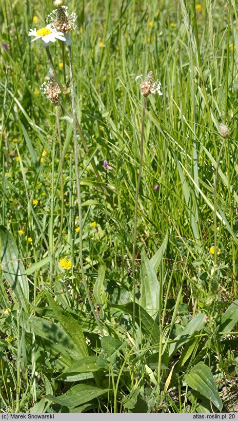 Plantago lanceolata (babka lancetowata)